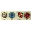 Image 3 : A partial card of division three Plaster buttons