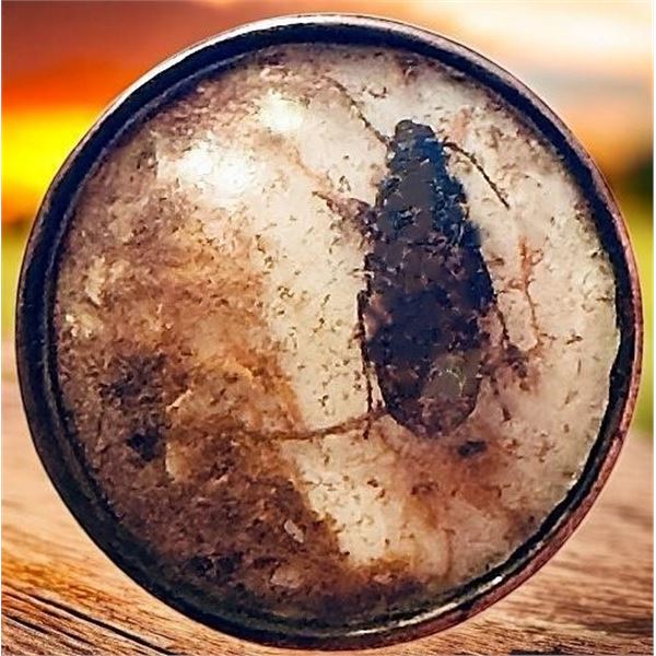 A division one under glass insect button