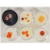 Image 1 : Faceted Orange Gemstone Group [203881]