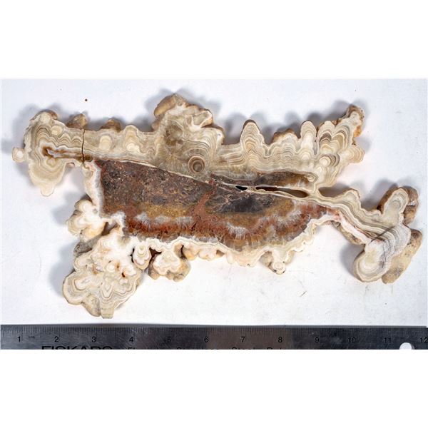 Stunning Stalactite, Polished Slice of Fossilized Coral [204482]