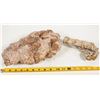 Image 1 : Fossil Yellow Coral Exceptional Specimen [203896]