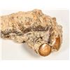 Image 4 : Fossil Yellow Coral Exceptional Specimen [203896]