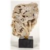 Image 1 : Polished Fossilized Coral from Pakistan Large Display Piece [204488]