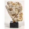 Image 2 : Polished Fossilized Coral from Pakistan Large Display Piece [204488]