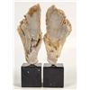 Image 1 : Polished Fossilized Coral from Pakistan, Lot of 2 [204487]