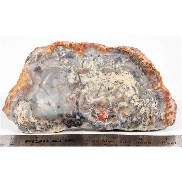Dinosaur Coprolite Fossil, A.K.A. Dino Poop! [204416]