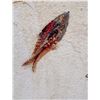 Image 3 : Fossil Fish Plate from Green River  - Stunning! [188277]