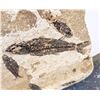 Image 5 : Fossil Fish Plate from Green River  - Stunning! [188277]