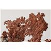 Image 3 : Copper Crystal Leaf Display Specimen from Ray Mine - RARE!  [205054]