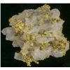Image 1 : Crystalline and Wire Gold in White Quartz Specimen, Original Sixteen to One Mine [197043]