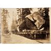 Image 2 : Postcards of Logs Ready for Trip to Lumber Mill by Rail (32) [200769]