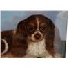 Image 3 : Signed King Charles Spaniel Dog Ceramic Art Tile