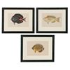 Image 1 : 1903 Hawaiian Tropical Fish Chromolithographs