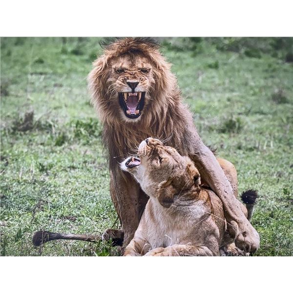 Original African Safari photo