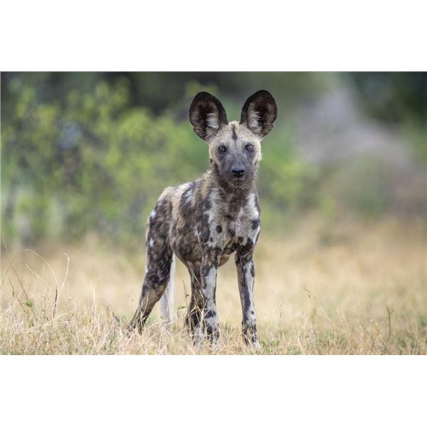 Original African Safari photo