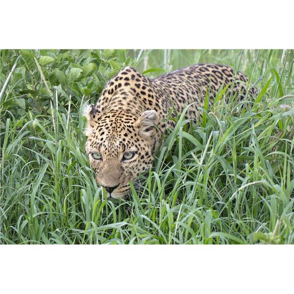 Original African Safari photo