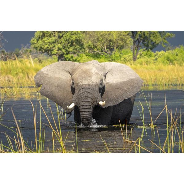 Original African Safari photo