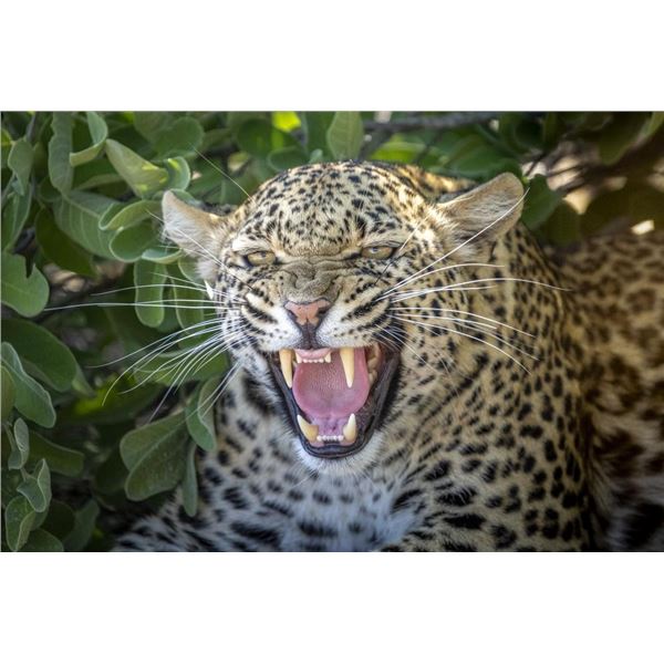 Original African Safari photo