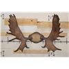 Image 1 : MOOSE Antler Rack Mounted on a Wood Plaque