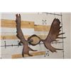 Image 2 : MOOSE Antler Rack Mounted on a Wood Plaque