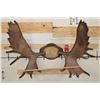 Image 6 : MOOSE Antler Rack Mounted on a Wood Plaque