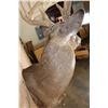 Image 10 : Massive 18-Point WHITETAIL DEER Wall Pedestal Mount