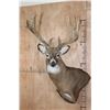 Image 1 : Massive 18-Point WHITETAIL DEER Wall Pedestal Mount