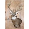 Image 2 : Massive 18-Point WHITETAIL DEER Wall Pedestal Mount