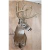 Image 3 : Massive 18-Point WHITETAIL DEER Wall Pedestal Mount