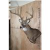Image 4 : Massive 18-Point WHITETAIL DEER Wall Pedestal Mount