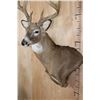 Image 5 : Massive 18-Point WHITETAIL DEER Wall Pedestal Mount