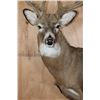 Image 6 : Massive 18-Point WHITETAIL DEER Wall Pedestal Mount