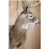 Image 7 : Massive 18-Point WHITETAIL DEER Wall Pedestal Mount