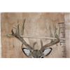 Image 8 : Massive 18-Point WHITETAIL DEER Wall Pedestal Mount