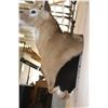 Image 9 : Massive 18-Point WHITETAIL DEER Wall Pedestal Mount