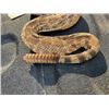 Image 2 : Life-sized RATTLESNAKE with 10 Rattles