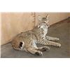 Image 2 : Life-sized Laying or Freestanding BOBCAT
