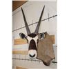 Image 1 : XL Heavy Horned GEMSBOK Shoulder Mount