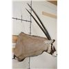 Image 3 : XL Heavy Horned GEMSBOK Shoulder Mount