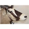 Image 5 : XL Heavy Horned GEMSBOK Shoulder Mount