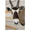 Image 6 : XL Heavy Horned GEMSBOK Shoulder Mount