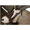 Image 7 : XL Heavy Horned GEMSBOK Shoulder Mount