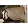 Image 9 : XL Heavy Horned GEMSBOK Shoulder Mount