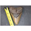 Image 1 : Massive XXL MEGALODON Shark Tooth Fossil