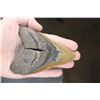 Image 2 : Massive XXL MEGALODON Shark Tooth Fossil