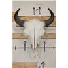 Image 1 : Big BUFFALO/BISON Skull with All its Teeth