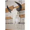 Image 2 : Big BUFFALO/BISON Skull with All its Teeth