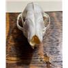 Image 2 : *Rarely Seen* European HEDGEHOG Skull with All its Teeth