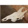 Image 1 : Big GIRAFFE Skull with All its Teeth