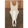 Image 2 : Big GIRAFFE Skull with All its Teeth